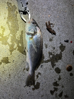 イシモチの釣果