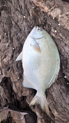 イスズミの釣果