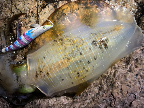 アオリイカの釣果