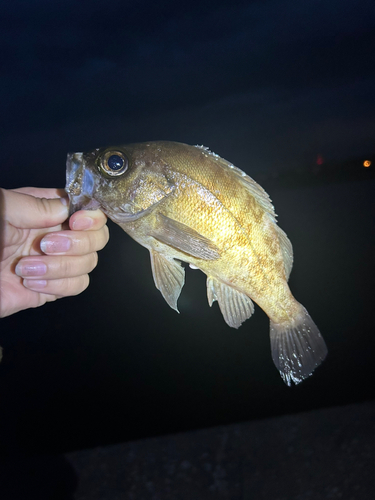 メバルの釣果