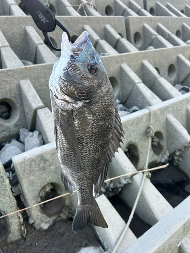 チヌの釣果