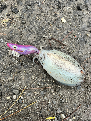 コウイカの釣果