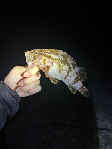 ソイの釣果