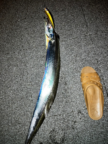 タチウオの釣果