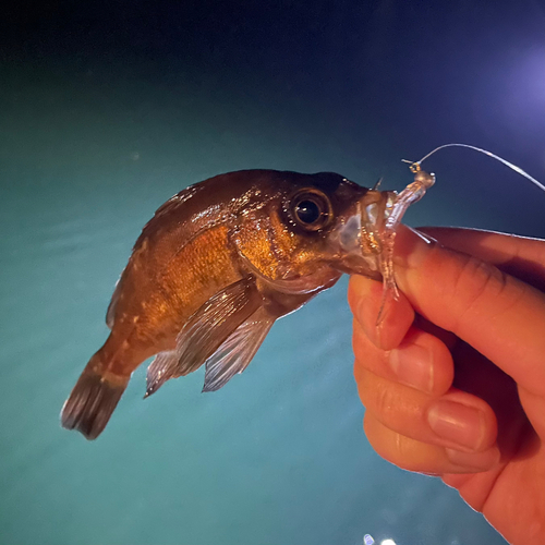 メバルの釣果