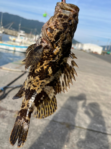 タケノコメバルの釣果