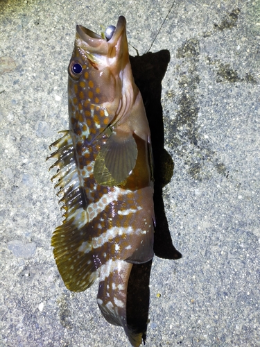 アコウの釣果