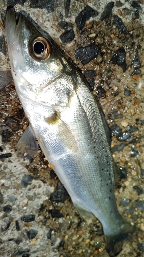 セイゴ（マルスズキ）の釣果