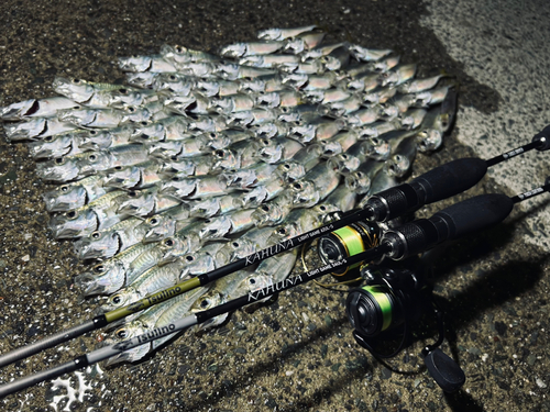 アジの釣果