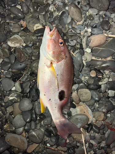 クロホシフエダイの釣果