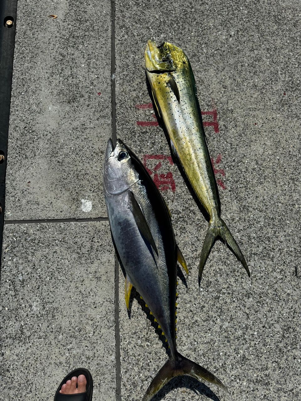 keigo.wさんの釣果 3枚目の画像