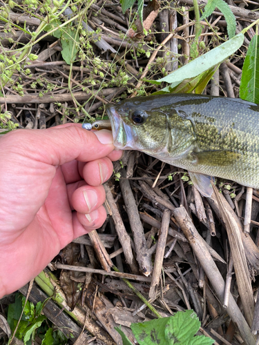 ラージマウスバスの釣果