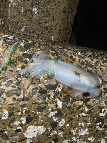 アオリイカの釣果