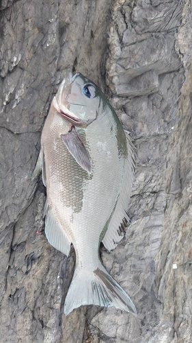 グレの釣果