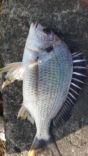 キチヌの釣果