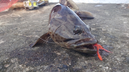 チャイロマルハタの釣果