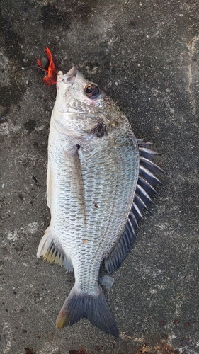 キチヌの釣果