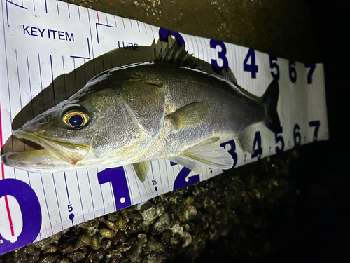 シーバスの釣果