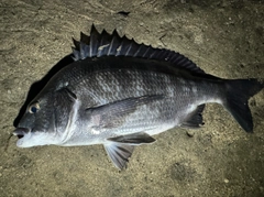 チヌの釣果