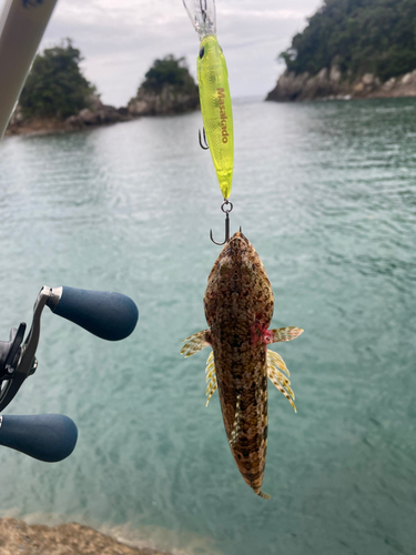 エソの釣果