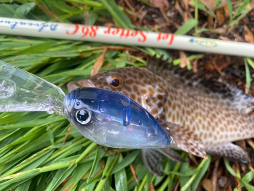 オオモンハタの釣果