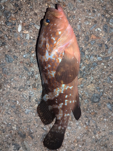 アコウの釣果