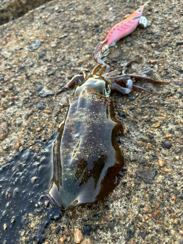 アオリイカの釣果