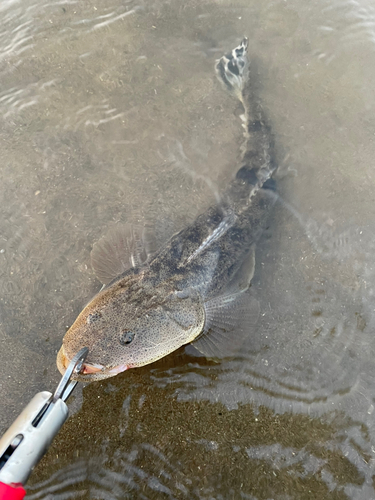 マゴチの釣果