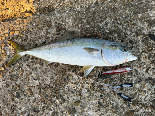 ヤズの釣果