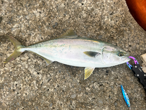 三陸海岸（青森）