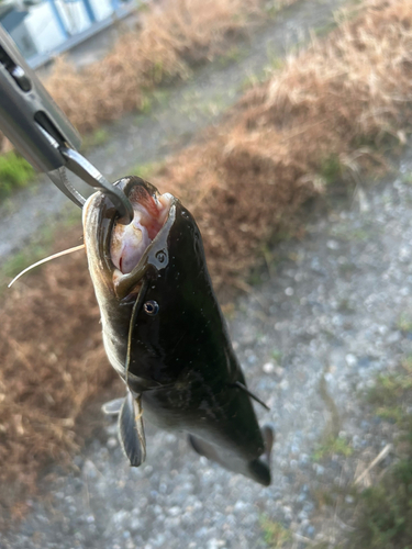 ナマズの釣果