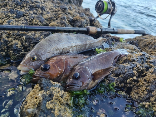 エゾメバルの釣果