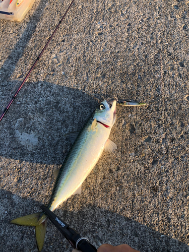 サバの釣果