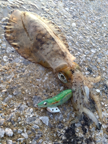 アオリイカの釣果