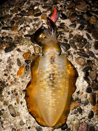 野積海岸