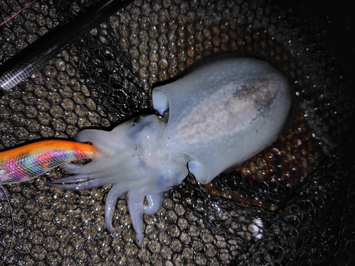 シリヤケイカの釣果