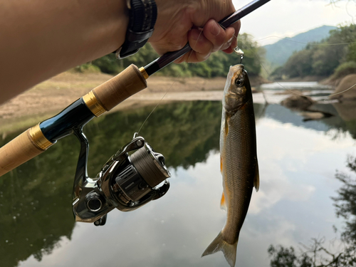 ウグイの釣果