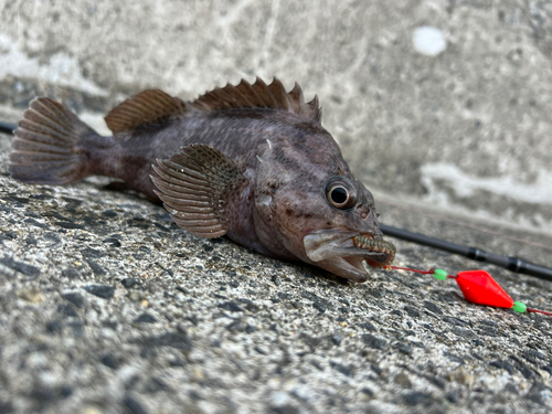 メバルの釣果