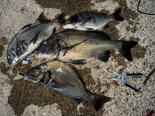 クロダイの釣果