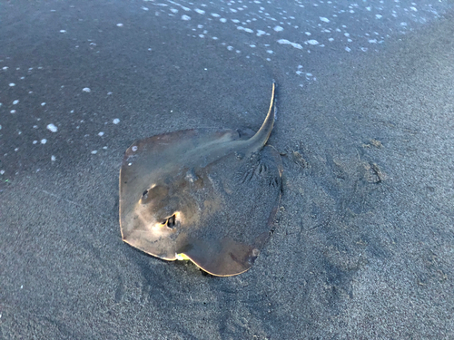 エイの釣果