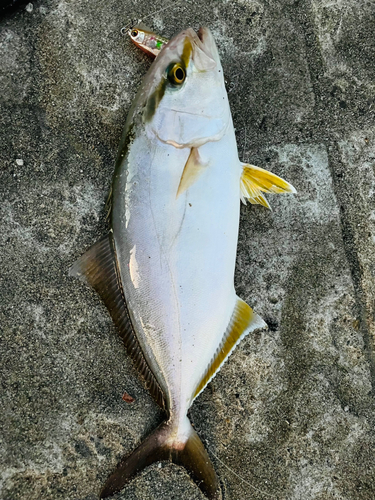 ショゴの釣果