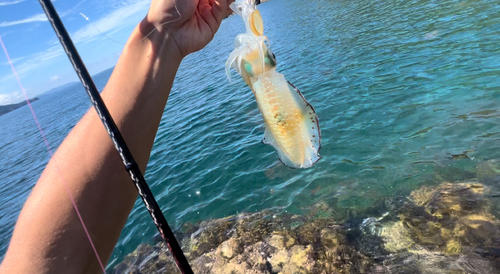 アオリイカの釣果