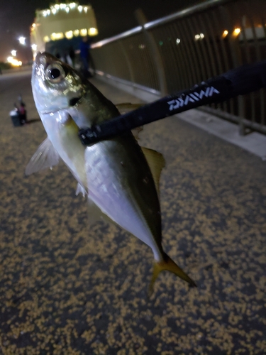 横浜沖堤防 ハナレ