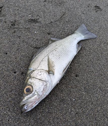 フッコ（ヒラスズキ）の釣果