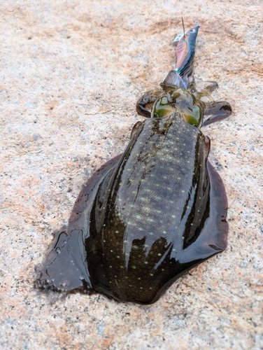 アオリイカの釣果