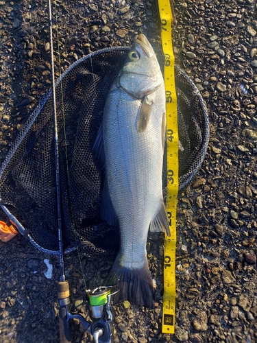 フッコ（ヒラスズキ）の釣果