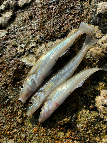 シロギスの釣果