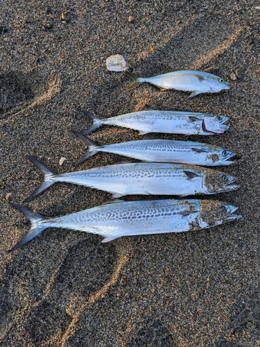 サゴシの釣果