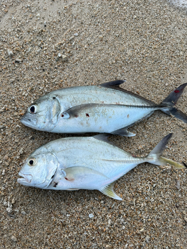 ギンガメアジの釣果