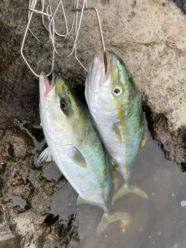 イナダの釣果